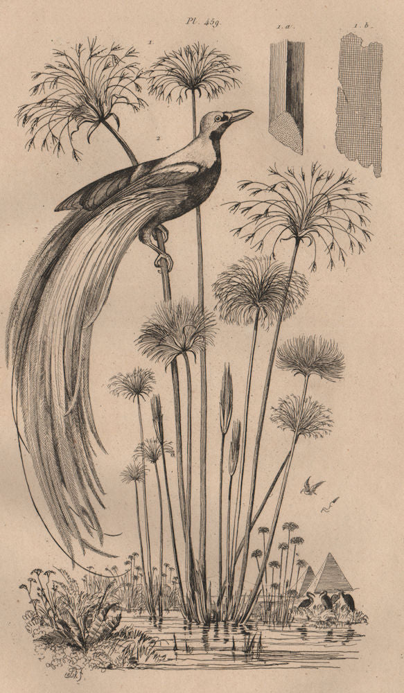 BIRDS/PLANTS. Papyrus. Paradis (Raggiana Bird of Paradise) 1834 old print